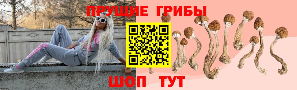 Галлюциногенные грибы Psilocybe Кропоткин